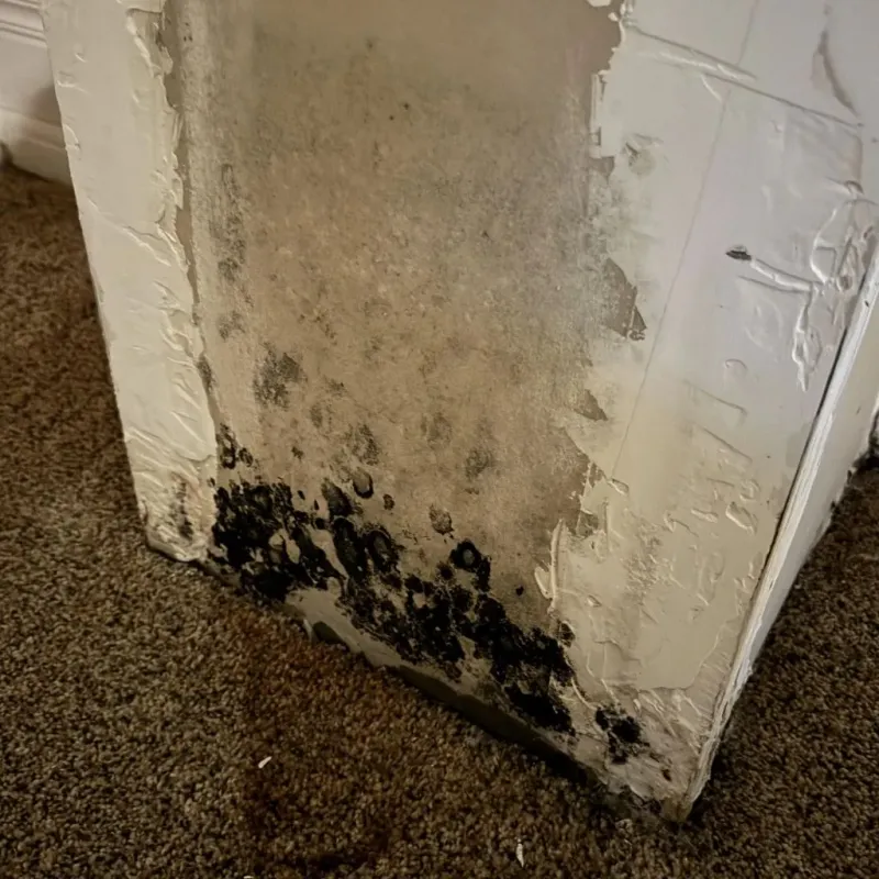 Professional Mold Removal in Salem, NC